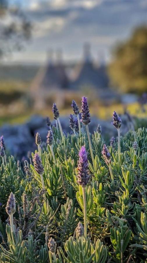 Trulli Apulia- Valle D'Itria- Martina Franca Zewnętrze zdjęcie